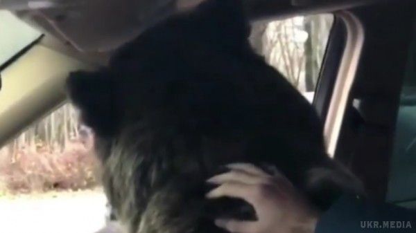 Знущання. У Москві молодий чоловік прокатав на своєму авто ведмедя. Це – відповідь дубайським багатіям на їх заїзди з леопардами в якості пасажирів. 
