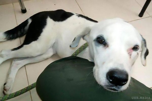 Собака померла з-за 'розбитого серця' після того, як власник кинув її в аеропорту. Жахлива історія.