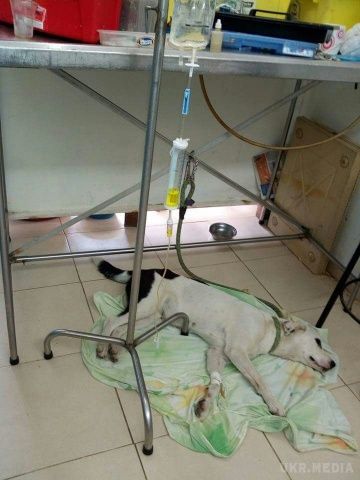 Собака померла з-за 'розбитого серця' після того, як власник кинув її в аеропорту. Жахлива історія.
