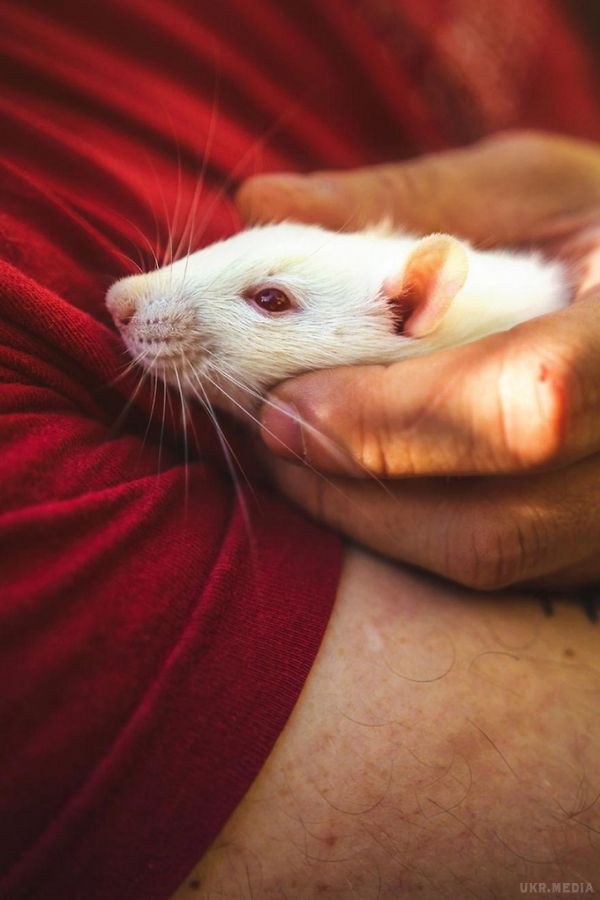 Лабораторні миші та щури вперше вийшли на вулицю, і їх реакція говорить сама за себе. Вони теж мають право жити.