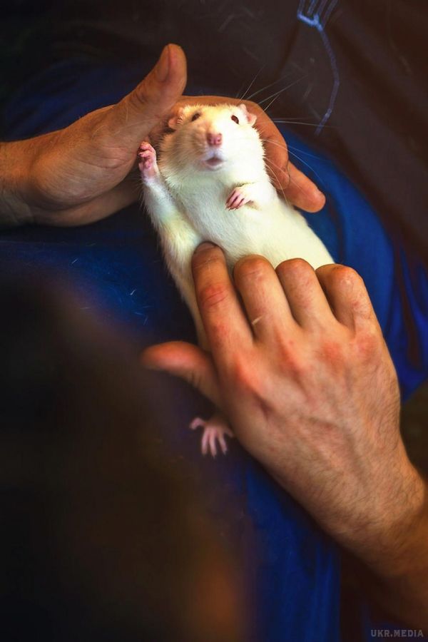 Лабораторні миші та щури вперше вийшли на вулицю, і їх реакція говорить сама за себе. Вони теж мають право жити.