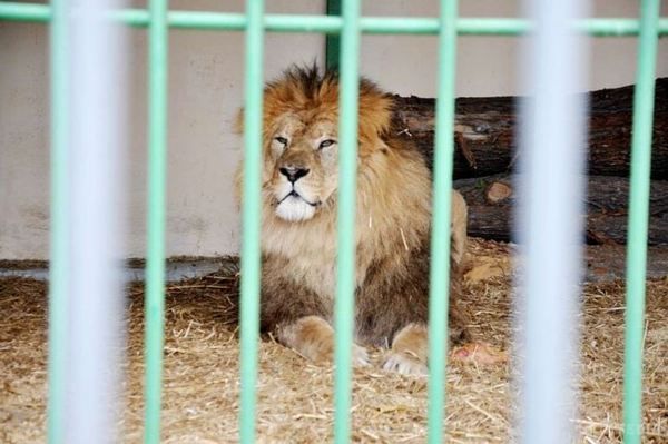У Росії відвідувачі зоопарку грубо познущалися над тваринами. У Росії агресивні відвідувачі зоопарку "Чудесний", який розташовується у Приморському краї, атакували тигрицю, лева та кількох інших тварин.