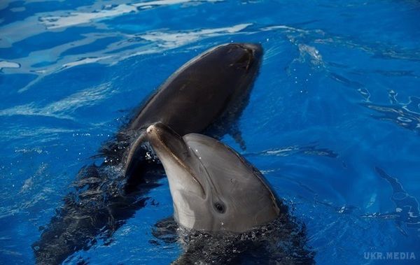 Дельфіни приваблюють самок подарунками – вчені. Така поведінка досить рідко зустрічається у ссавців.