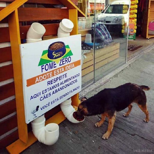 Бездомні пси лижуть руки бразильському хлопцю за його приголомшливе винахід. Людина з великої букви!