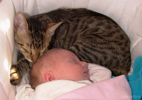 Під Харковом кішка задушила немовля. Тварина лягла на обличчя тримісячного хлопчика, якого батьки залишили без нагляду.