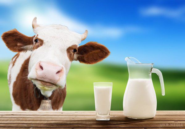 Як кип'ятити молоко щоб отримати від нього користь?. Багато з нас звикли до сучасних продуктів харчування — пастеризованим, стерилізованим, штучно виробленим, і молочні товари не є винятком.