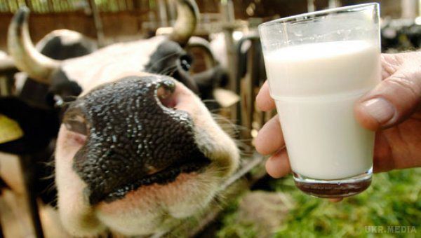 Як кип'ятити молоко щоб отримати від нього користь?. Багато з нас звикли до сучасних продуктів харчування — пастеризованим, стерилізованим, штучно виробленим, і молочні товари не є винятком.