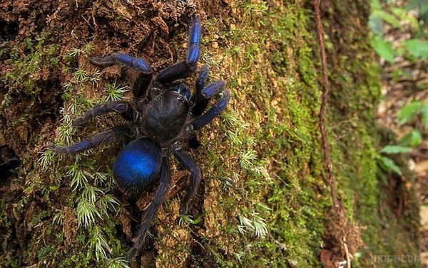 Арахнофоби тремтять: виявлено новий вид гігантських павуків. Цей величезний павук має дивовижне забарвлення.