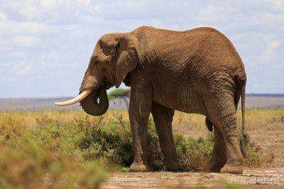 У Таїланді слониха вбила свого господаря і спробувала заховати труп. Тварина намагалася приховати сліди злочину, сховавши труп під листям і гілками.