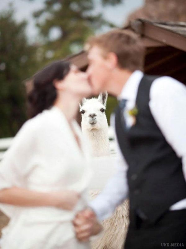 Ці 20 весільних фотографій були зафотобомблені так добре, що ми не можемо перестати сміятися. Від пари корів до дитячого поцілунку.