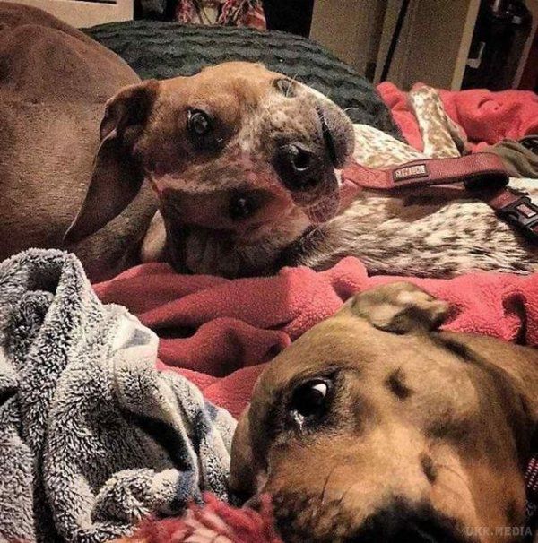 Цей знімок собак збентежив мережу, і ось чому. Інтернет-користувачі не зуміли пояснити, що бачать на фотографії з собаками.