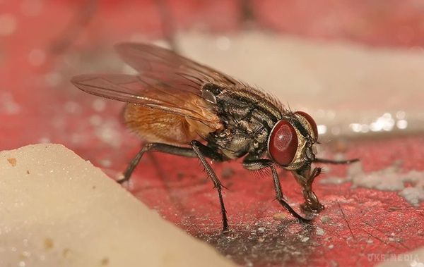 Фахівці розповіли, чим небезпечні мухи для людини.  Найбільша кількість бактерій знаходиться на лапках і крилах комах.
