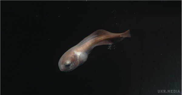 Вчені показали спійману на шаленій глибині рибу. Міжнародна група вчених дала назву найглибоководнішій рибі у світі, яка проживає на глибині 8 кілометрів у Маріанській западині.