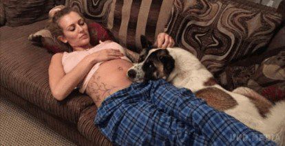 Ця вагітна злякалася поведінки собаки. Цей пес врятував їй життя!. Собаки славляться своїм унікальним нюхом. Вже доведено, що вони можуть вловлювати навіть ті запахи, які виходять зсередини людського тіла. 