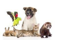 30 листопада - Всесвітній день домашніх тварин. Ти назавжди у відповіді за тих, кого приручив - девіз Дня.