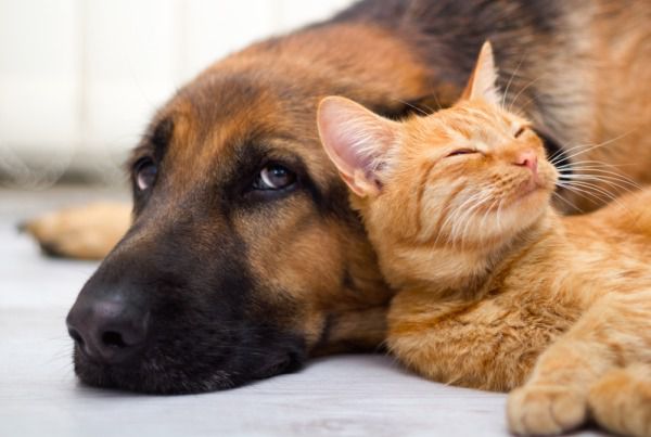 Хто розумніше собака чі кішка. Вчені порівняли розум собак і кішок.