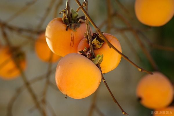 Думаєте цей солодкий помаранчевий фрукт безпечний? Іноді з-за хурми люди реально потрапляють на операційний стіл.  Виявляється, якщо їсти хурму у великих кількостях, то це може спровокувати появу грудок в шлунку.