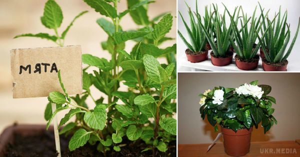7 домашніх рослин, які принесуть позитивну енергетику в твій дім!. Згідно стародавньому ученню Фен-шуй, деякі домашні рослини володіють приголомшливим властивість генерувати позитивну енергію.