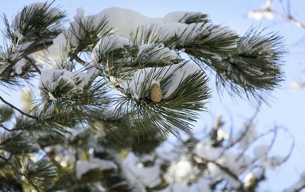Синоптики попереджають про сильний мокрий сніг у Карпатах. Налипання мокрого снігу очікується в Чернівецькій, гірських районах Закарпатської та Івано-Франківської областей.