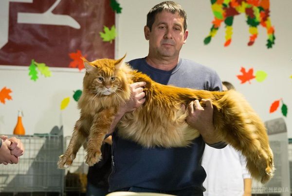 Найбільший кіт потрапив у книгу рекордів. За вимірами експерта національного реєстру рекордів, кіт важить 11 кг 760 гр, його довжина - 121 см.