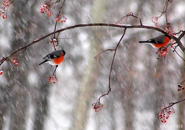 Прогноз погоди в Україні на сьогодні 4 грудня: дощі з мокрим снігом. В Україні 4 грудня очікуються опади – дощі та мокрий сніг.