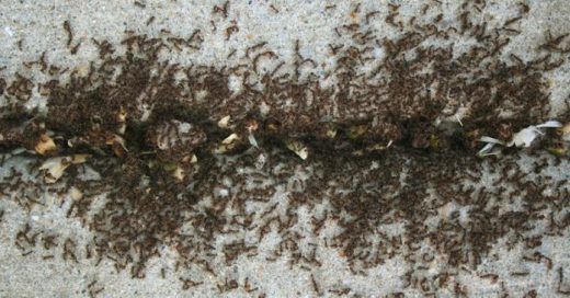 Розсипте цю спецію в кутах свого дому – і ви більше ніколи не побачите мурашок! (відео). Як же впоратися з проблемою? 