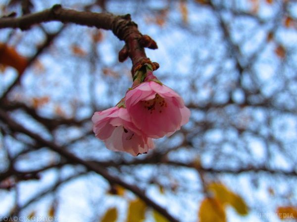 У Мукачеві зацвіла "скажена" сакура. Місцеві жителі дали дереву жартівливу назву.