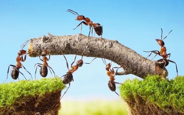 Нас дурили! Мурахи зовсім не люблять працювати! Вчені зривають покрови. Ми їм вірили і приводили їх у приклад, але, виявляється, мурахи весь цей час нас обманювали. Вони такі ж ледарі, як і ми.