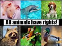10 грудня - Міжнародний день акцій за прийняття Декларації прав тварин (Міжнародний день прав тварин). ВСІ живі істоти на нашій планеті мають право на життя та захист від страждань .