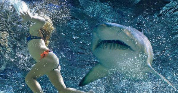 Чоловік зняв напад акули на дружину під час медового місяця. Еван Керролл з Південної Кароліни, США, зняв на відео, як на його дружину Сару Ілліг (Sarah Illig) напала акула, коли вони відпочивали на Карибському морі в медовий місяць