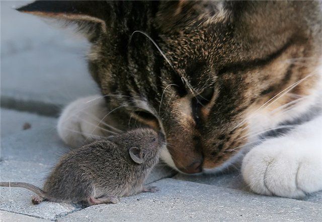 Як вивести мишей народними засобами: прощання з гризунами. Існує безліч способів боротьби з мишами. Одні з них ефективні, інші – не дуже. Але люди часто керуються не ефективністю, а гуманністю. Якщо одна людина допускає жорстоке вбивство гризунів, то інша шукає безпечніші для життя тварин способи лову. Але найчастіше миша все одно гине.