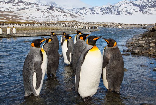 Вчені знайшли залишки стародавнього пінгвіна розміром з людину. Вчені припускають, що ці пінгвіни проживали на Землі близько 50 мільйонів років тому.