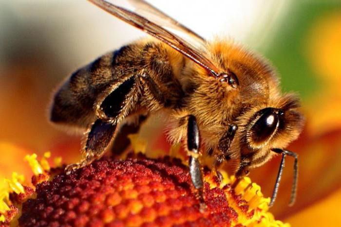 Ці комахи тероризують цілу державу. Виявляється, бджоли загрожують Нідерландам більше, ніж самі люди.