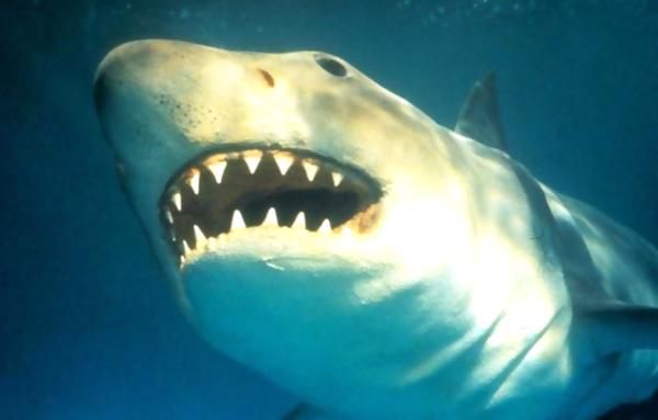Фахівці  зловили акулу, яка могла народитися в 1505 році. Результати дослідження показали, що рибі - 392 роки.