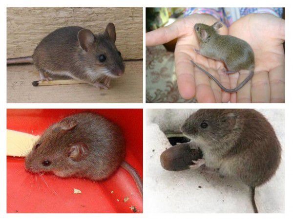 Миші пищать на протилежну стать на підвищених тонах. Вчені.