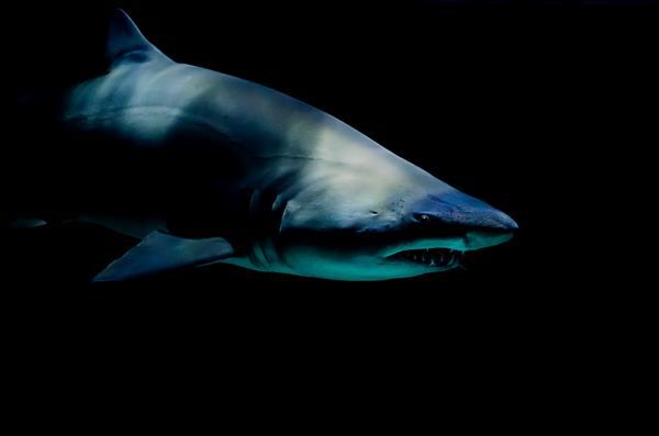 Найстарішій акулі на планеті - понад 500 років. Найстарішій акулі на планеті, спійманій данськими морськими зоологами біля берегів Гренландії, приблизно 512 років