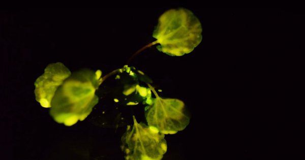 Вченим вдалося виростити рослину, яка світиться в темряві. Науковці з Массачусетського технологічного інституту США наважились на експеримент з природою і створили рослину-лампу.