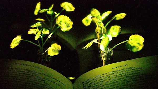Створені біолюмінесцентні рослини, здатні замінити світильники і навіть ліхтарі. Крім затишку в домі їх хвилює ще й майбутнє енергетики.