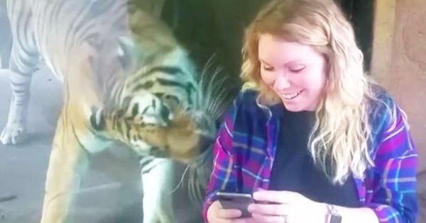 Вагітна дівчина вирішила зробити фото з тигром. Те, що зробила дика кішка вразило всіх! (відео). Дикі звірі повинні жити в дикій природі. Але іноді вони не можуть вижити самі і тоді їх поміщають у заповідники, парки і зоопарки. Тварини отримують захист, харчування і догляд, вони звикають до людей і поводяться з ними спокійно. 