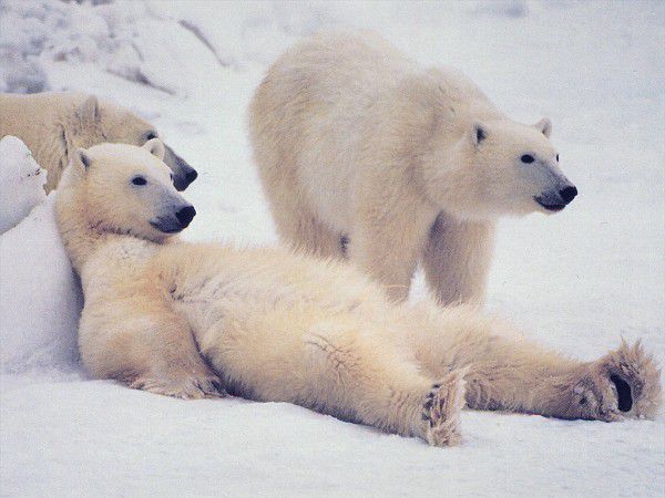 Два полярних ведмедя проникли в аеропорт на Алясці. «Відвідувачі» були виявлені під час нічного об'їзду аеропорту. 