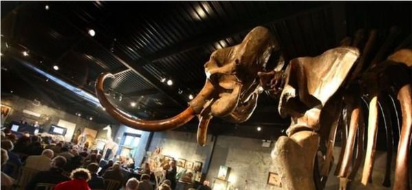 Скелет мамонта купили за півмільйона євро. Стародавній скелет шерстистого мамонта продали на аукціоні у французькому Ліоні за 548 тисяч євро.