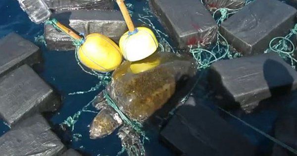 У США моряки врятували черепаху, яка застрягла в кокаїні. Американські моряки визволили черепаху, яка заплуталась в Тихому океані через пакунки з наркотиками