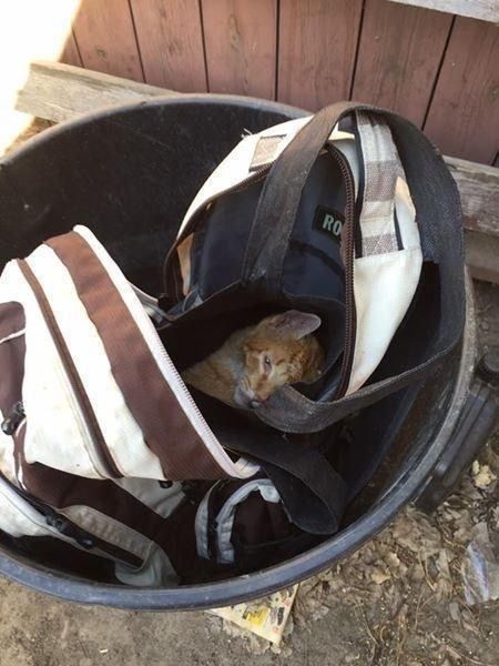 Вона побачила рюкзак на смітнику, раптово він поворухнувся..(фото). Кіт лежав у закритому рюкзаку і помирав...Ще трохи-і його б не врятували. Рік тому жінка побачила біля смітника великий закритий рюкзак. Раптом вона помітила, що він поворухнувся...