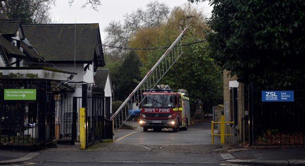 У лондонському зоопарку сталася масштабна пожежа. Відзначається, що жертв серед тварин немає, проте одне з них під час евакуації загубилося.