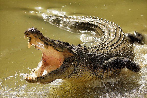 На Філіппінах крокодил з'їв чоловіка, який хотів витягнути з води човен. Свідком трапези земноводного стала дружина потерпілого.