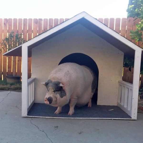 Похлебка — задоволена свинка, яка виросла серед 5 собак і вважає себе однією з них (фото). У неї навіть є своя будка!