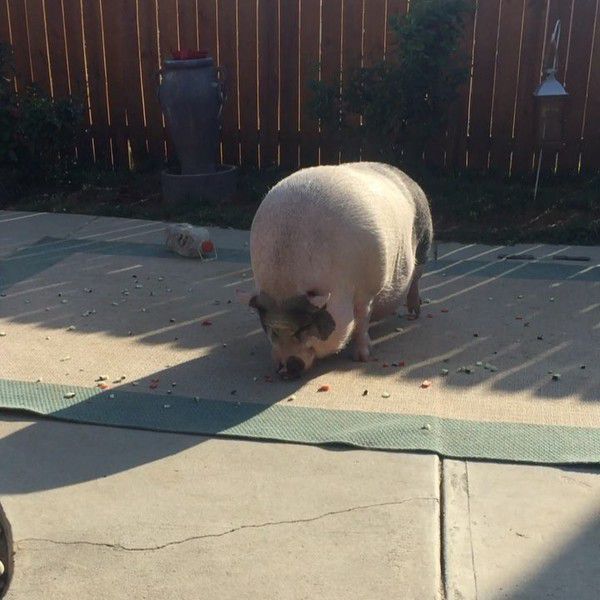 Похлебка — задоволена свинка, яка виросла серед 5 собак і вважає себе однією з них (фото). У неї навіть є своя будка!