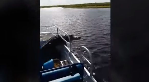 Крокодил застрибнув у човен до туристів (відео). На щастя, ніхто не постраждав.