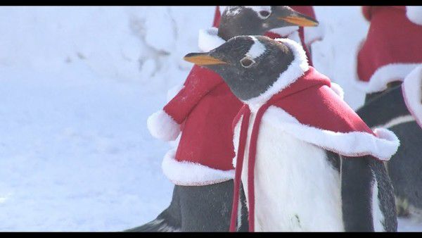 У китайському зоопарку пінгвінів нарядили Санта-Клаусами. У зоопарку міста Харбін пінгвінів нарядили в Санта-Клаусів з нагоди різдвяних свят.