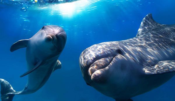 Науковці нарешті розшифрували мову дельфінів. Упродовж тривалого часу науковці ламали голови над тим, як зрозуміти значення сигналів, за допомогою яких спілкуються дельфіни